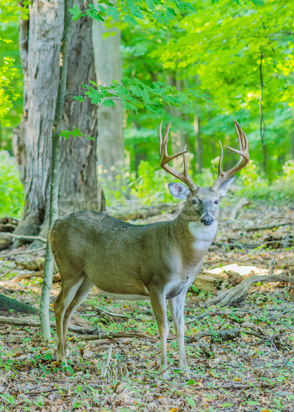 Whitetail Deer Buck Stock photo © brm1949