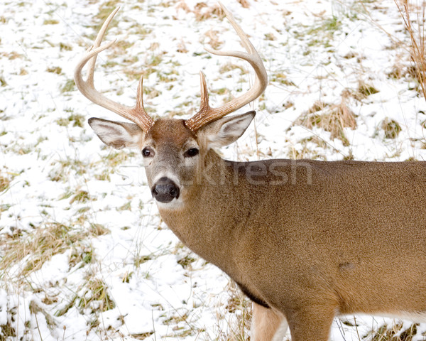 Szarvas dolcsi áll hó természet állat Stock fotó © brm1949