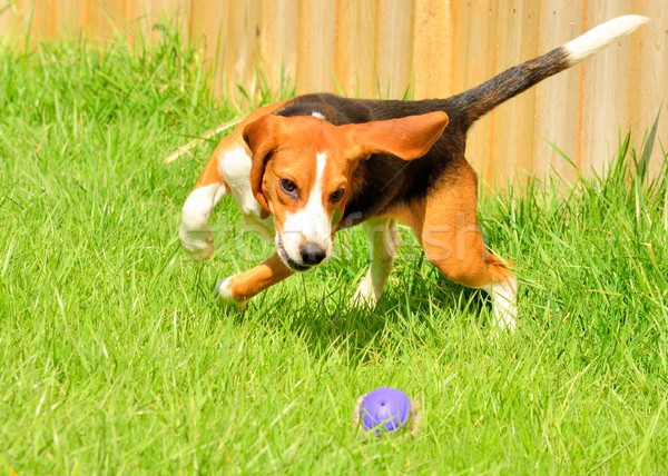 Foto d'archivio: Beagle · gomma · palla · fuori · parco · cane