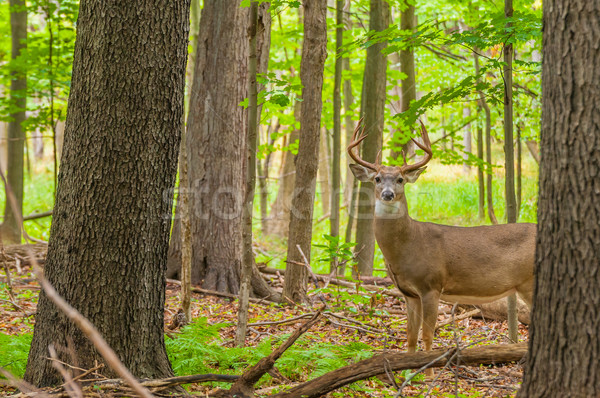 Whitetail Deer Buck Stock photo © brm1949