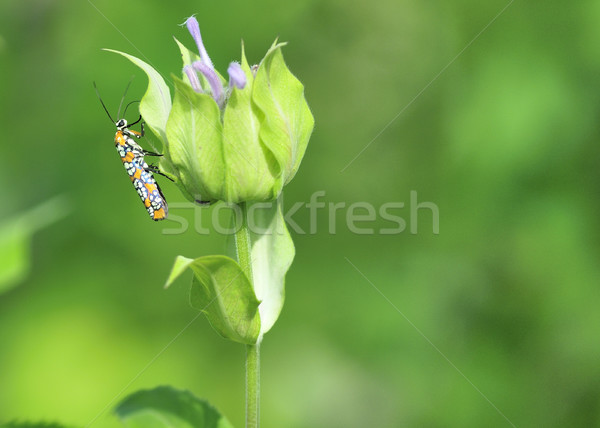 Stock photo: Ailanthus Webworm Moth