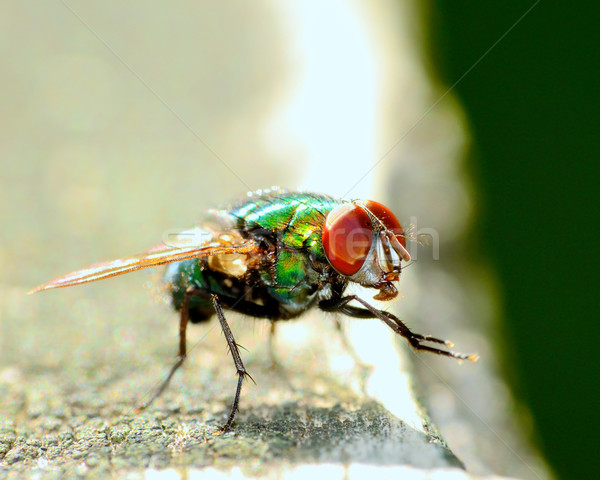 Green Bottle Fly Stock photo © brm1949