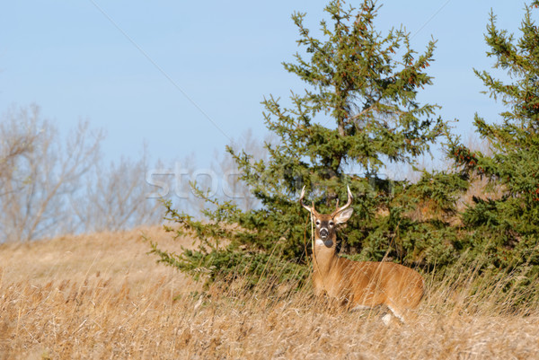 Whitetail Deer Buck Stock photo © brm1949