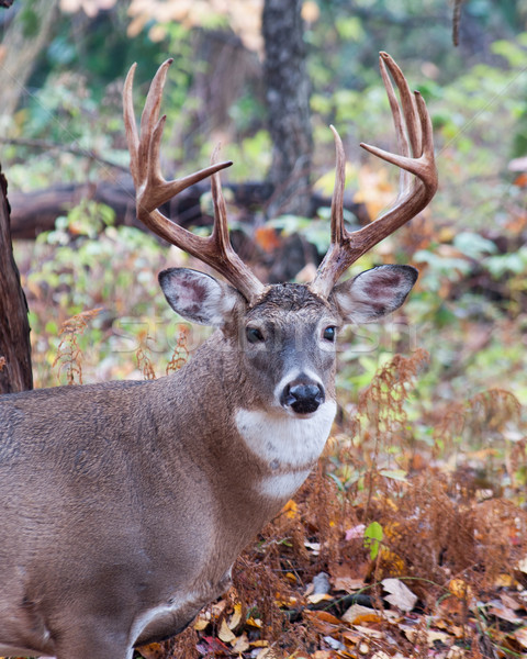 Whitetail Deer Buck Stock photo © brm1949