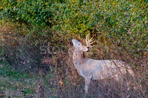 Piebald Whitetail Deer Buck Stock photo © brm1949