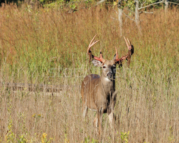 Young Whitetail Deer Buck Stock photo © brm1949