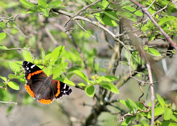 赤 蝶 ツリー 葉 ストックフォト © brm1949