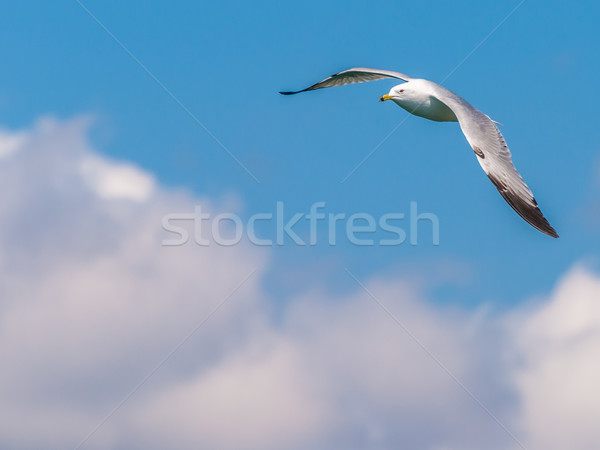 Pescarus de mare zbor Blue Sky cer pasăre Imagine de stoc © brm1949