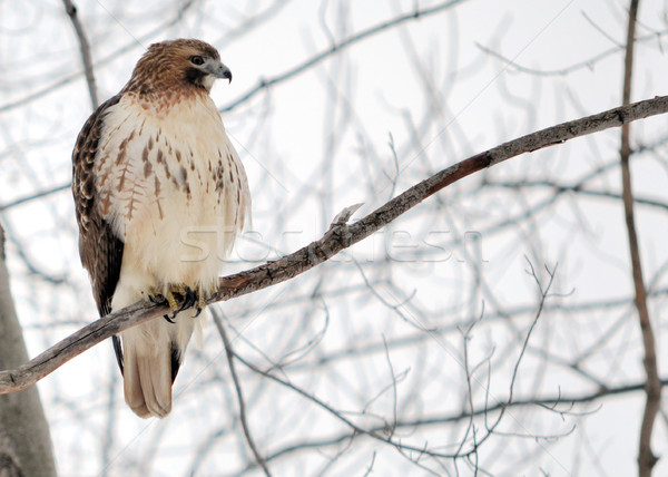 Red-tailed Hawk Stock photo © brm1949