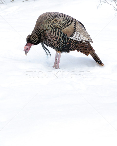 Wild Turkey Stock photo © brm1949
