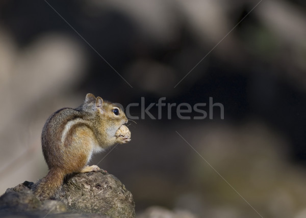 Oriental chipmunk natureza verão animal ao ar livre Foto stock © brm1949