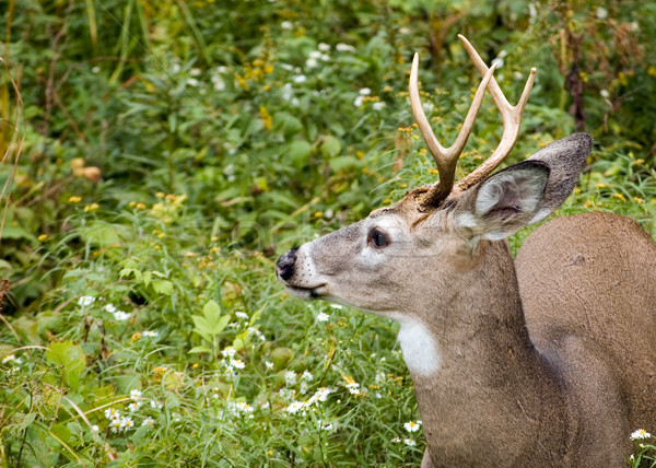 Whitetail Deer Buck Stock photo © brm1949