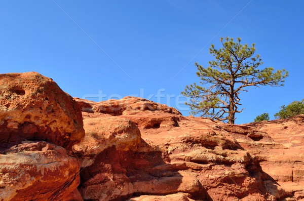 Garden Of The Gods Stock photo © brm1949