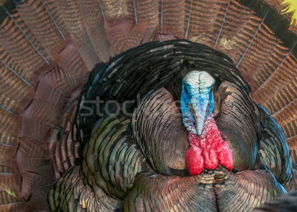 Turquía primer plano cabeza tiro masculina Foto stock © brm1949