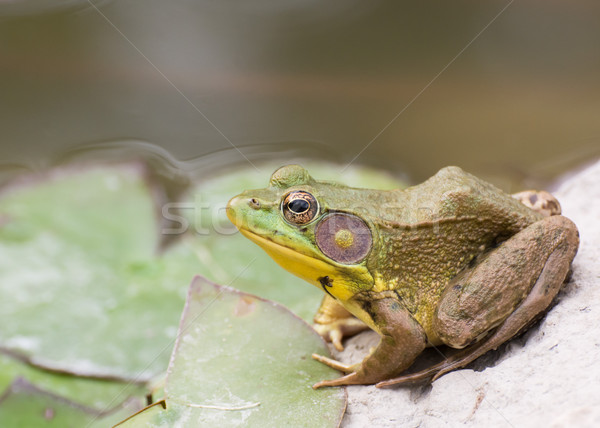 Bullfrog sitting in the water in a swamp. Stock photo © brm1949