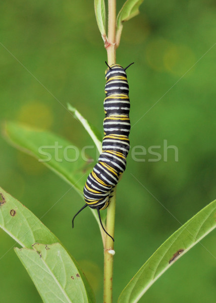 Monarch Butterfly Caterpillar Stock photo © brm1949