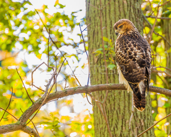 Stock photo: Red-tailed Hawk