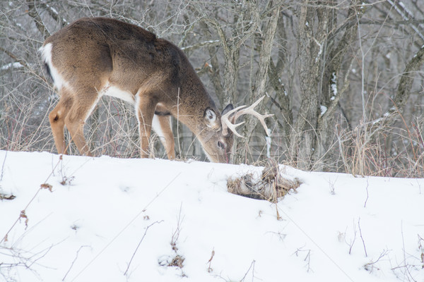 Whitetail Deer Buck Stock photo © brm1949