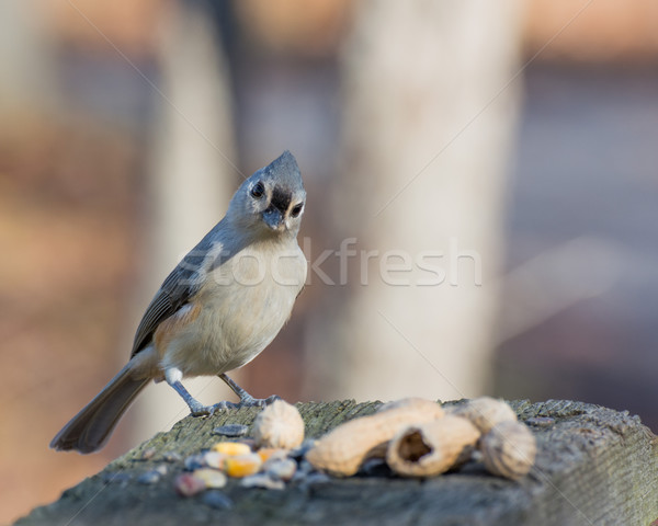 Tufted Titmouse Perched Stock photo © brm1949