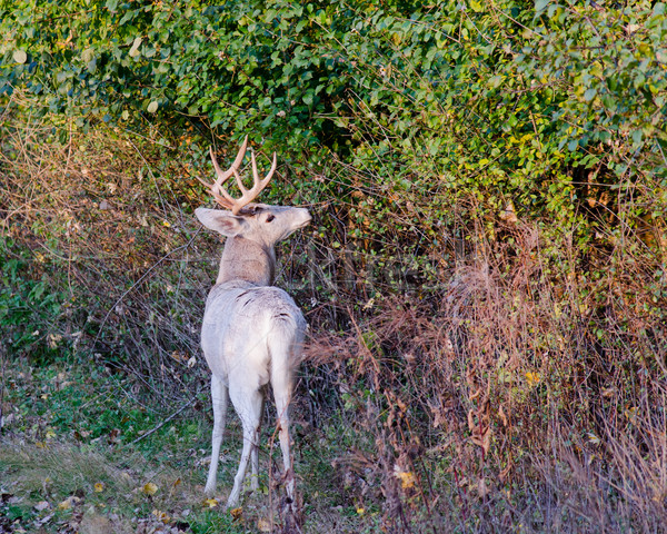 Piebald Whitetail Deer Buck Stock photo © brm1949