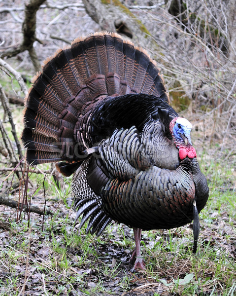 Stock photo: Wild Turkey (Meleagris gallopavo)