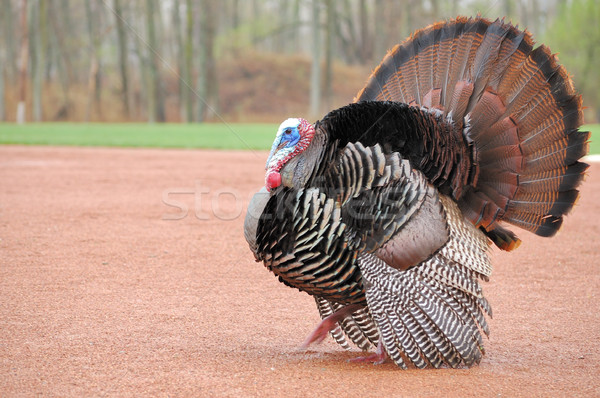 Wild Turkey (Meleagris gallopavo) Stock photo © brm1949