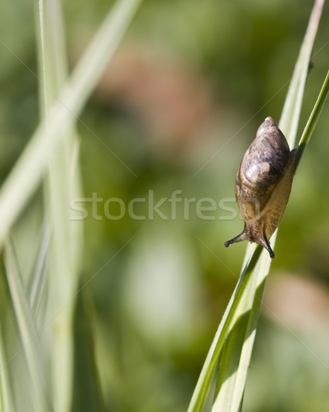 Garten Schnecke Helix Klinge Gras Stock foto © brm1949