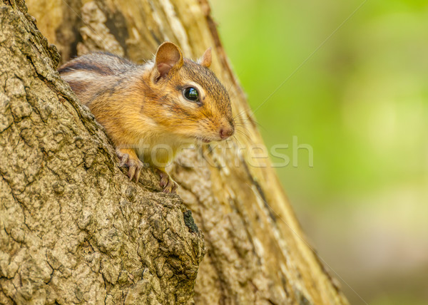 Chipmunk árvore animal animais selvagens pequeno Foto stock © brm1949