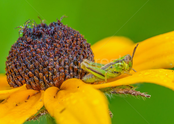 Foto d'archivio: Nero · cavalletta · fiore · natura · giardino · impianto