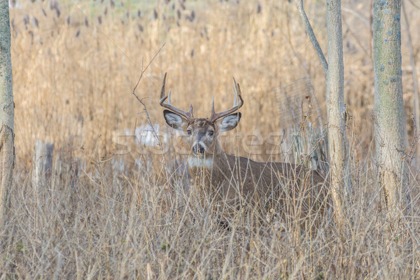 Whitetail Deer Buck Stock photo © brm1949