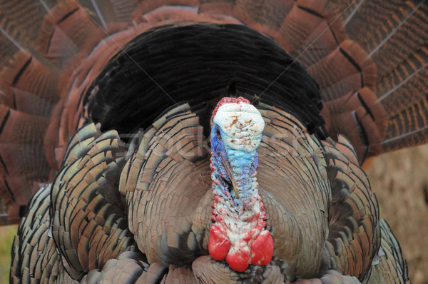 Wild Turkey (Meleagris gallopavo) Stock photo © brm1949