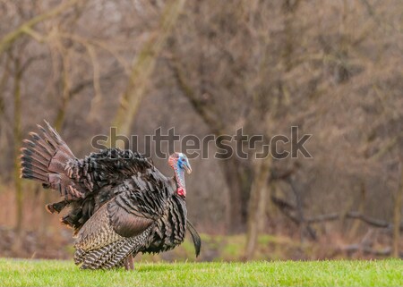 Wild Turkey  Stock photo © brm1949