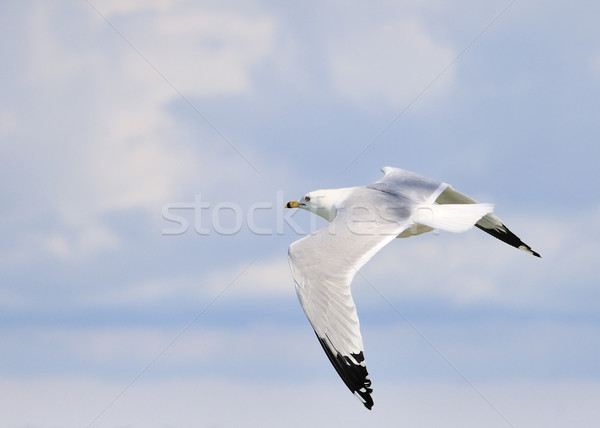 Stock photo: Ring-billed Seagull