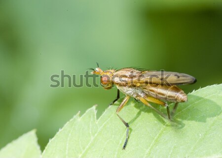 Marsh Fly (Tetanocera) Stock photo © brm1949