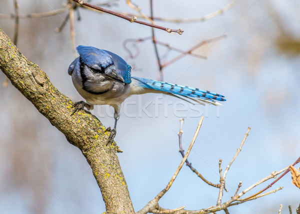 Azul natureza pássaro animal mata Foto stock © brm1949