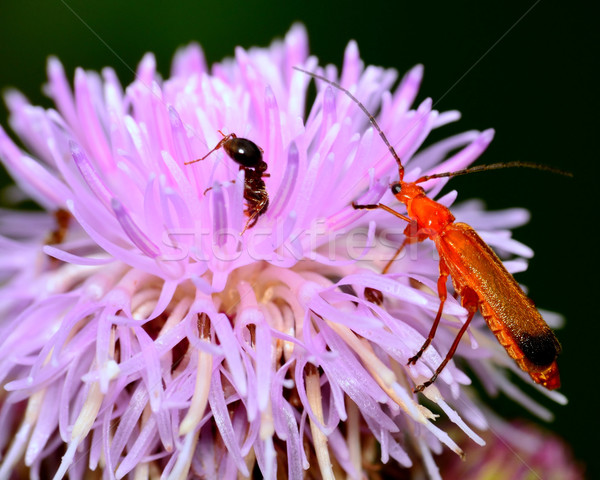 солдата жук цветок муравей ошибка макроса Сток-фото © brm1949