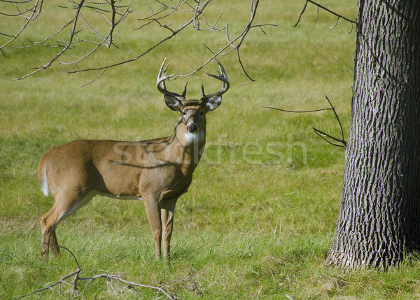 Whitetail Deer Buck Stock photo © brm1949