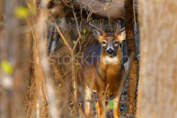 Szarvas dolcsi áll erdő állat trófea Stock fotó © brm1949