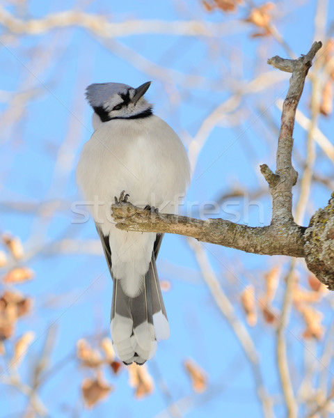 Blue jay Stock photo © brm1949