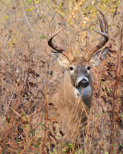 Whitetail Deer Buck Stock photo © brm1949