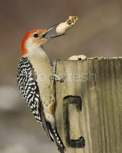 Red-bellied Woodpecker (Melanerpes carolinus) Stock photo © brm1949