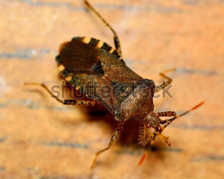 [[stock_photo]]: Bug · vue · de · côté · bouclier · insecte · macro · ponderosa