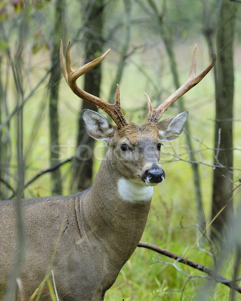 Whitetail Deer Buck Stock photo © brm1949