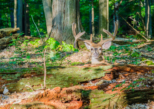 Hirsch buck Samt nach unten Wald Wald Stock foto © brm1949