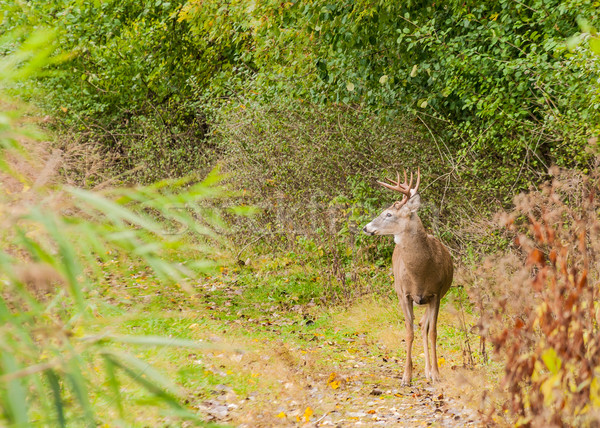 Whitetail Deer Buck Stock photo © brm1949