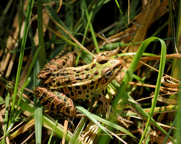 Leopard Frog Stock photo © brm1949