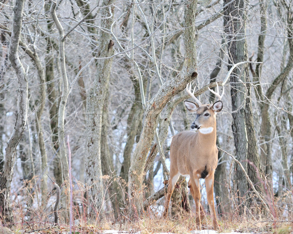 Young Whitetail Deer Buck Stock photo © brm1949