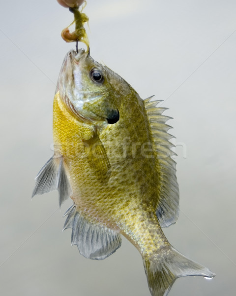 Sunfish On A Hook Stock photo © brm1949