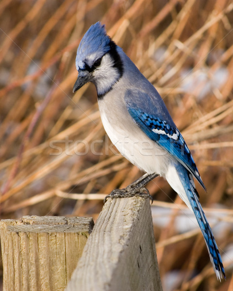 Blue Jay Stock photo © brm1949