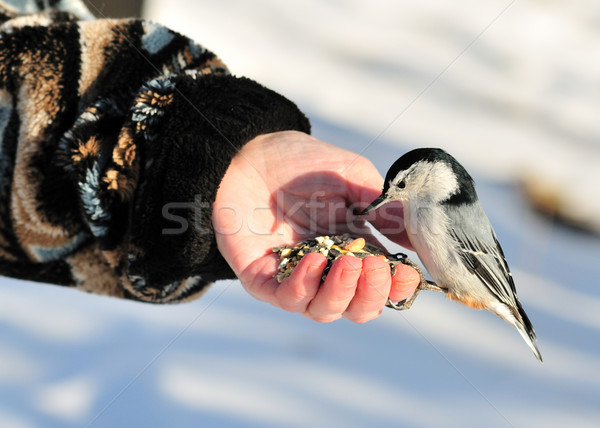 Stock photo: Nuthatch